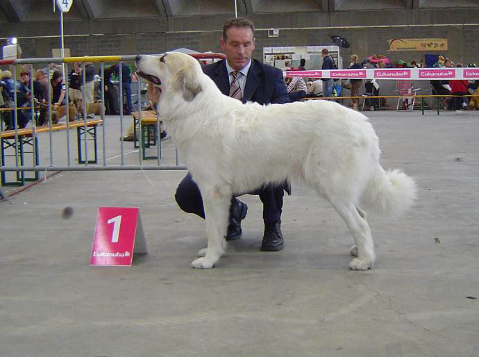 Mechelen 2007 Celice 1 Ex. CAC CACIB BOB